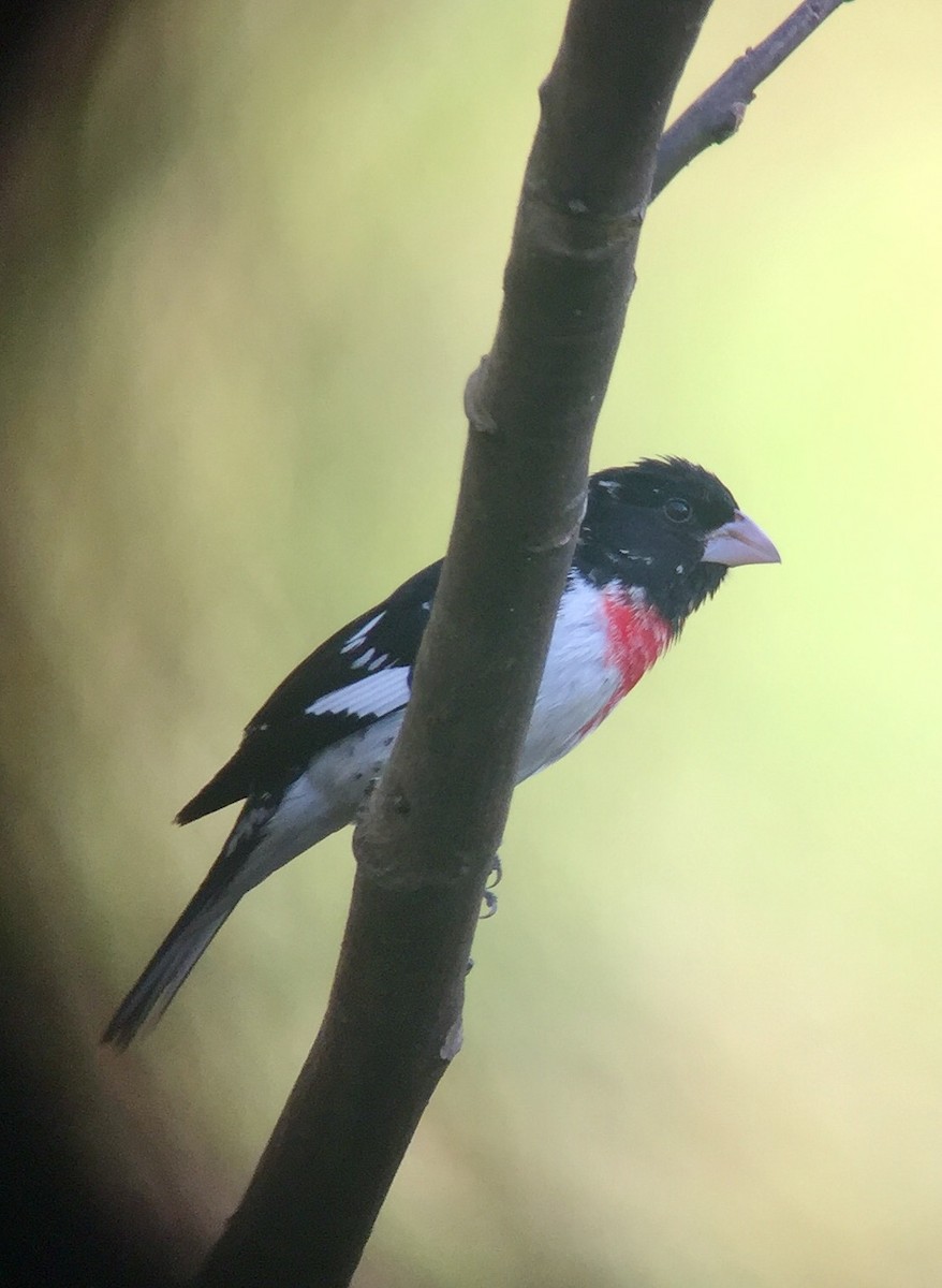 Rose-breasted Grosbeak - ML51461441