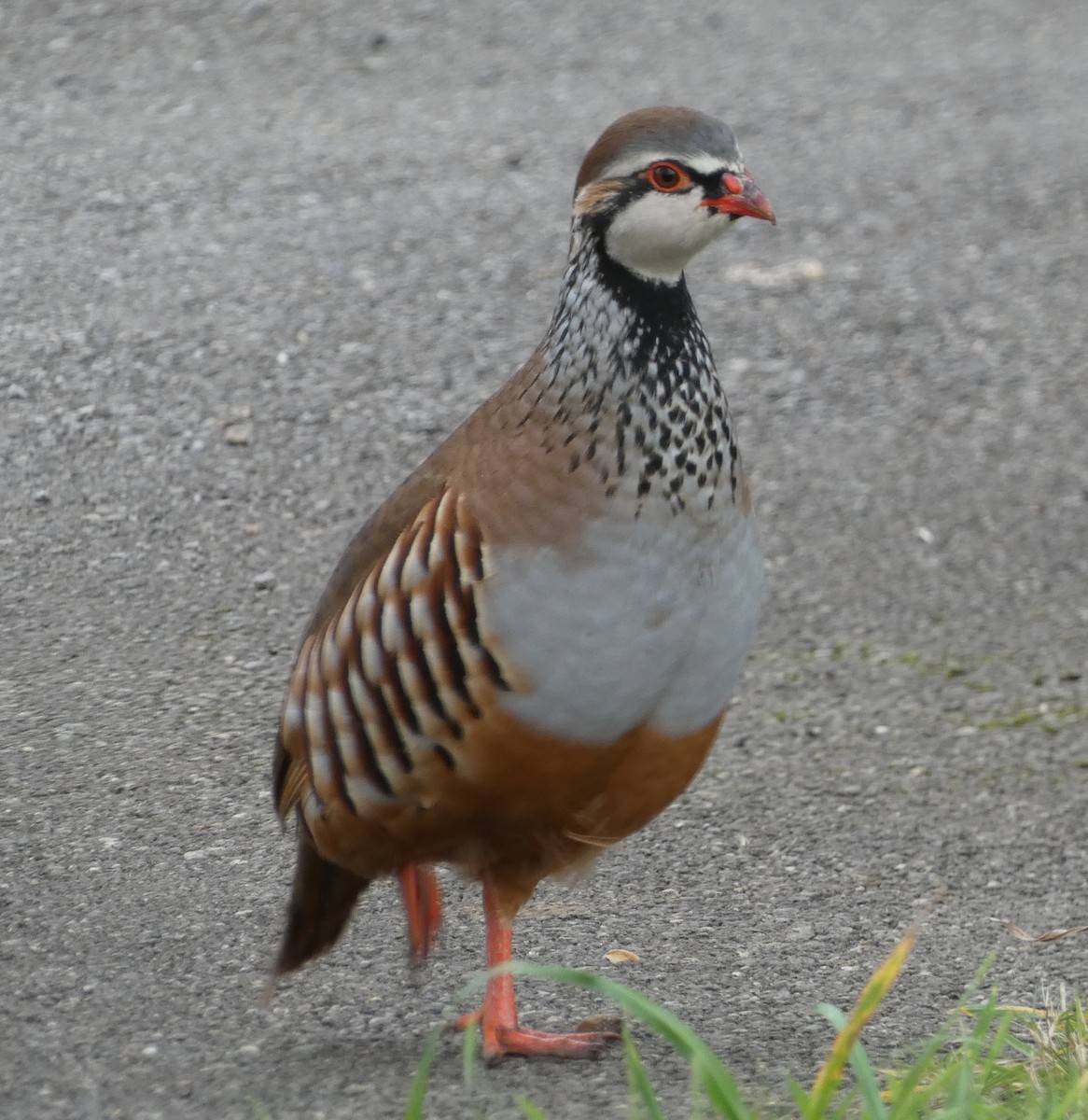 Red-legged Partridge - ML514614421