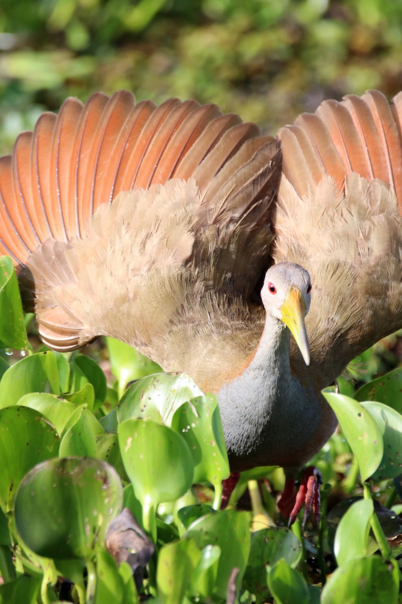 Giant Wood-Rail - Haydee Cabassi