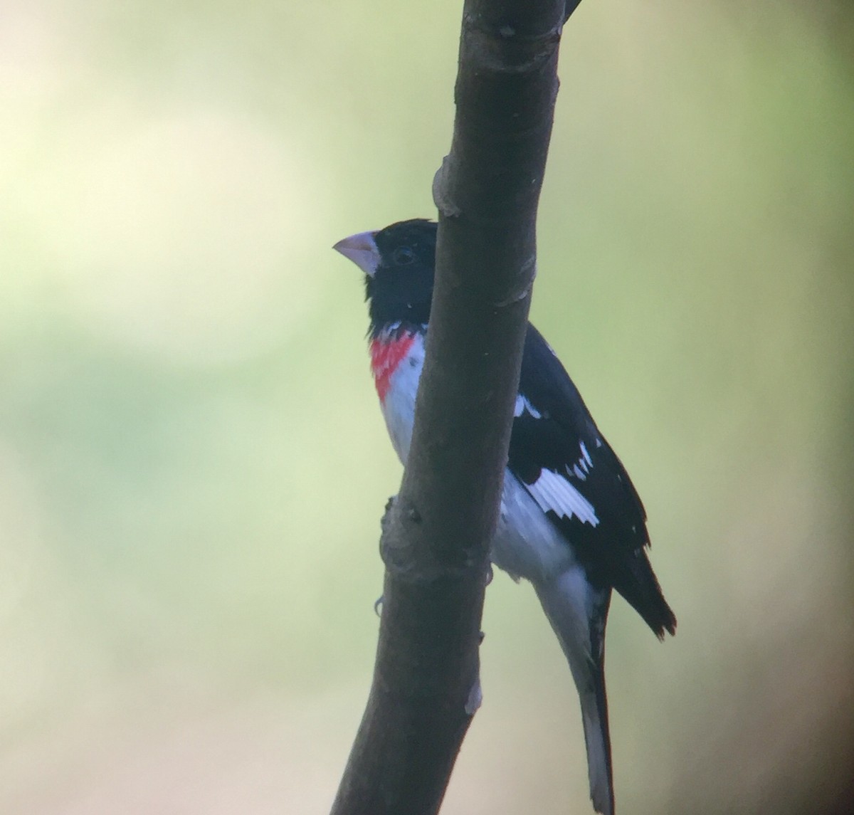 Rose-breasted Grosbeak - ML51461551
