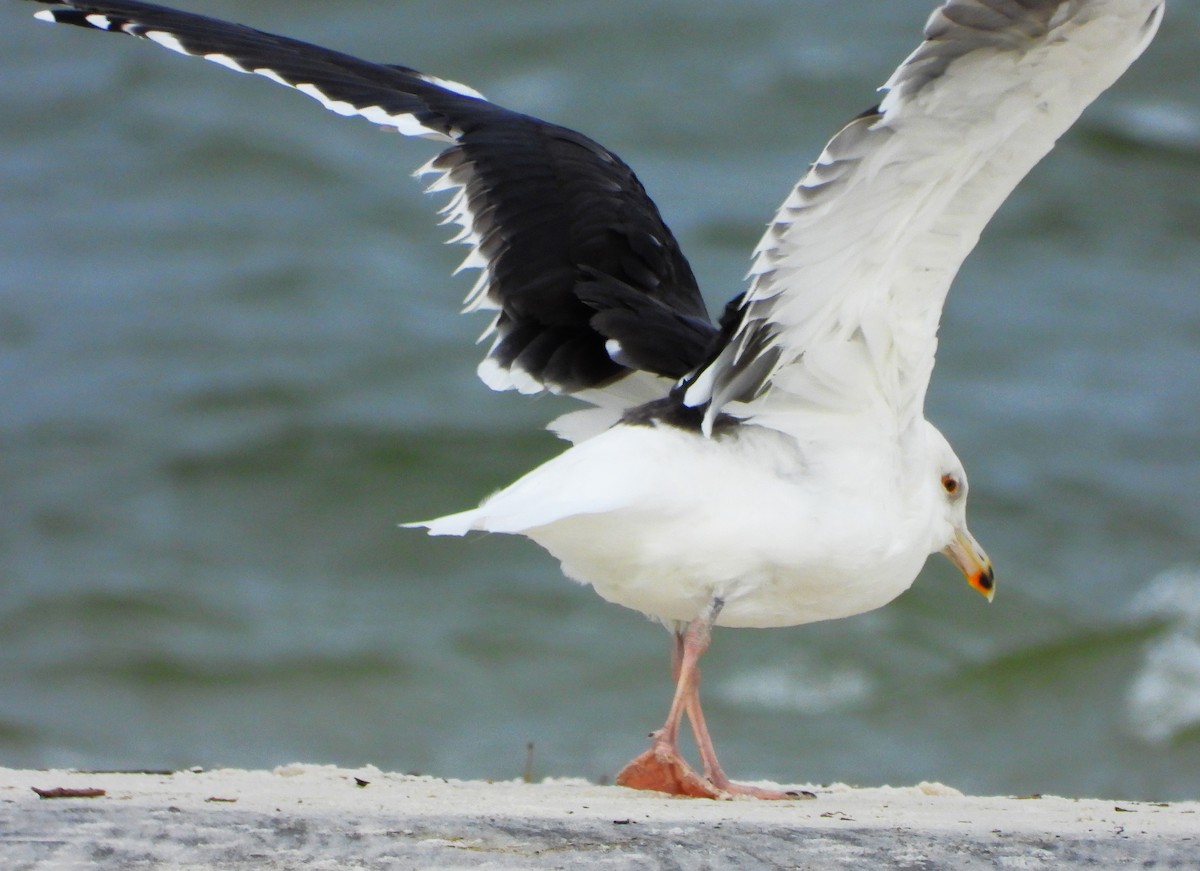 Great Black-backed Gull - ML514615811