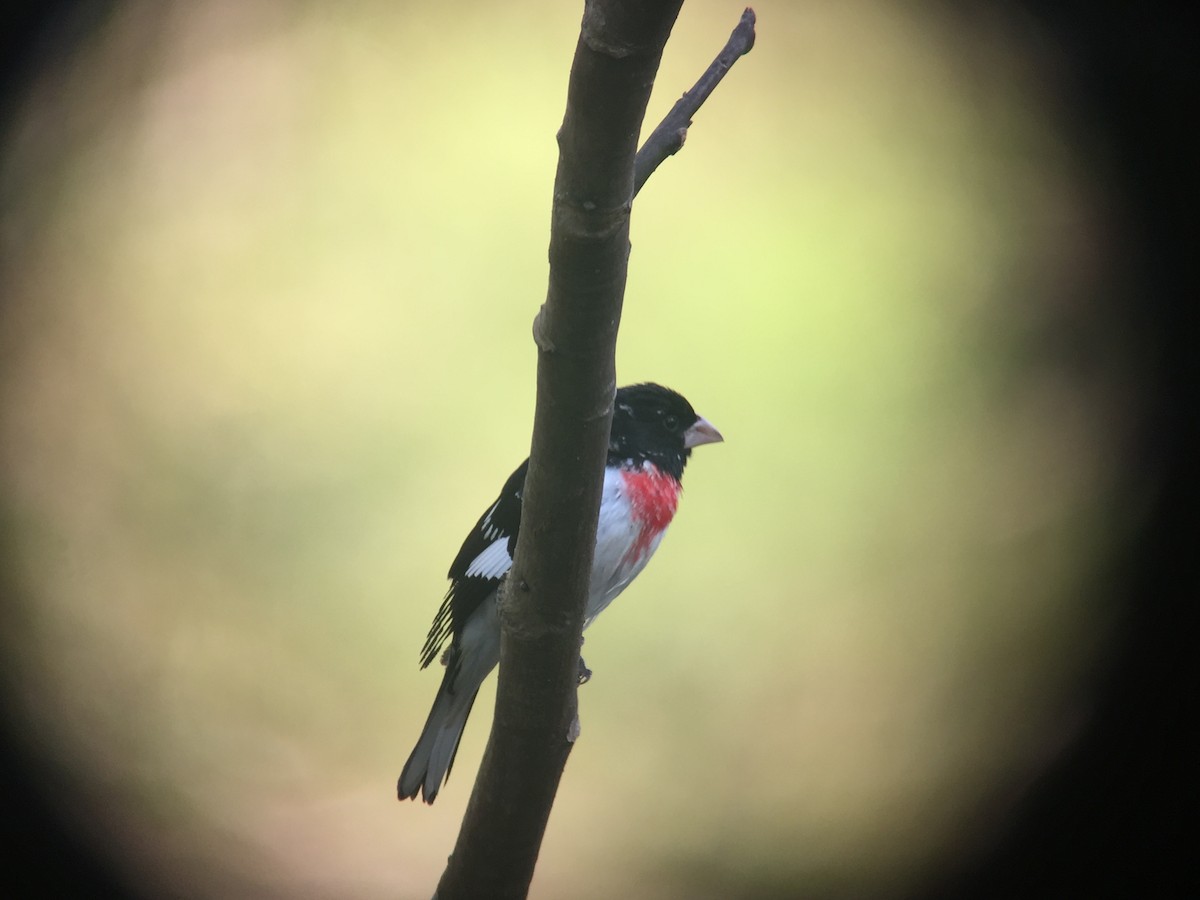 Rose-breasted Grosbeak - ML51461631
