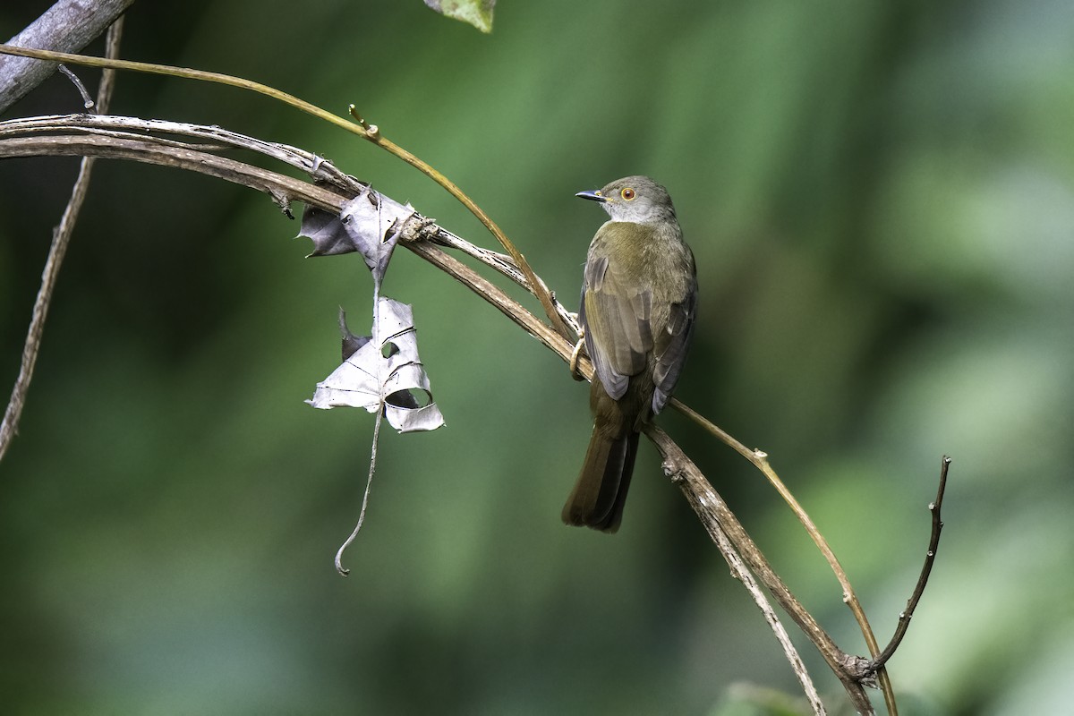 Spectacled Bulbul - ML514617911