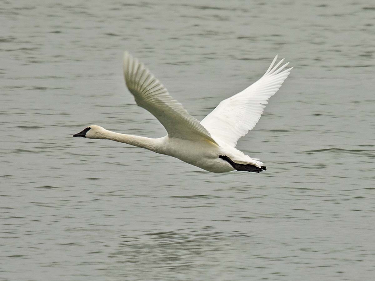 Cygne trompette - ML514618001