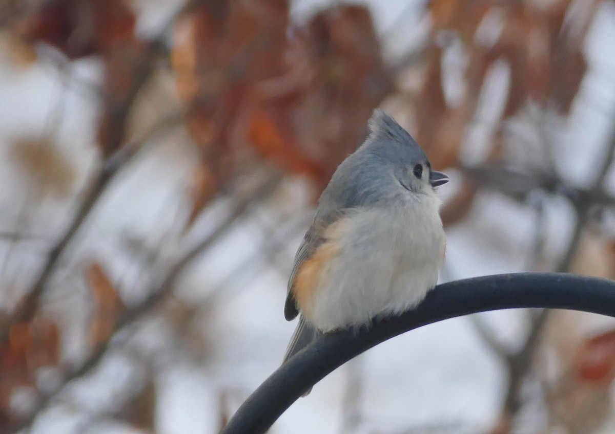Tufted Titmouse - ML514618151