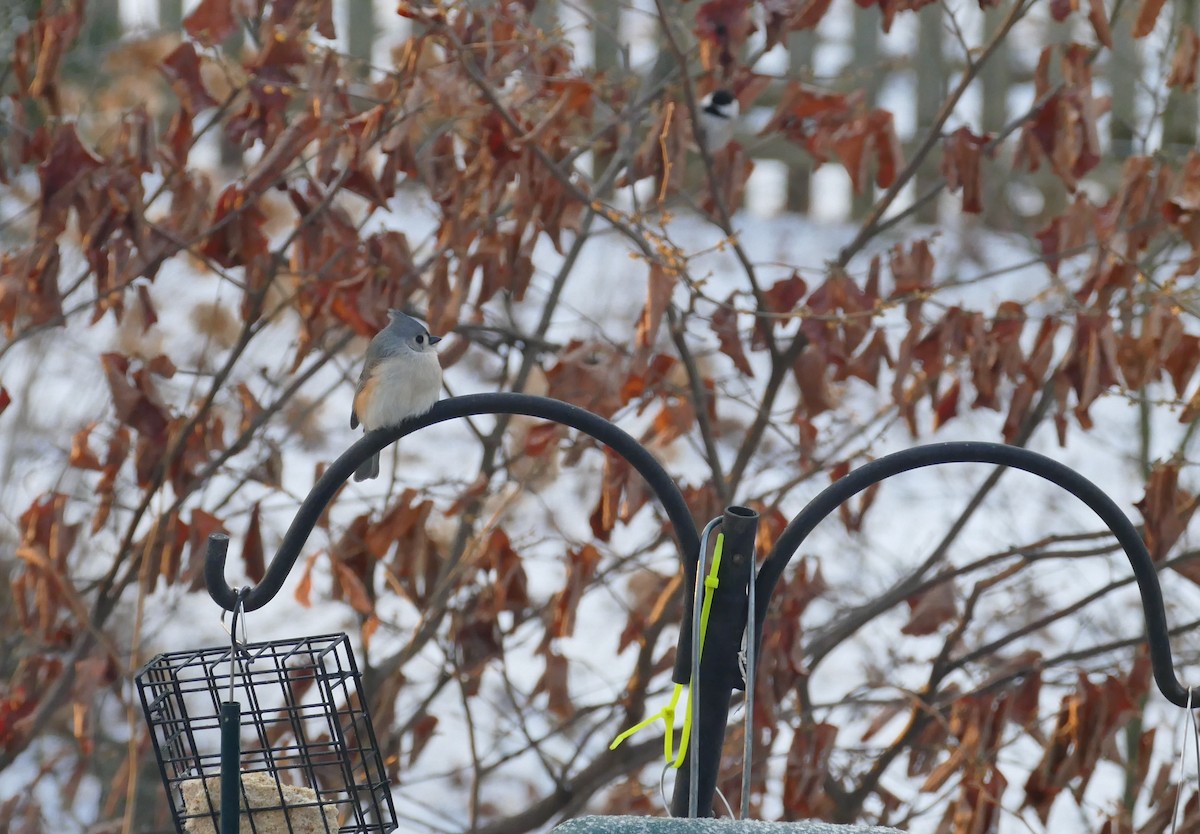 Tufted Titmouse - ML514618161