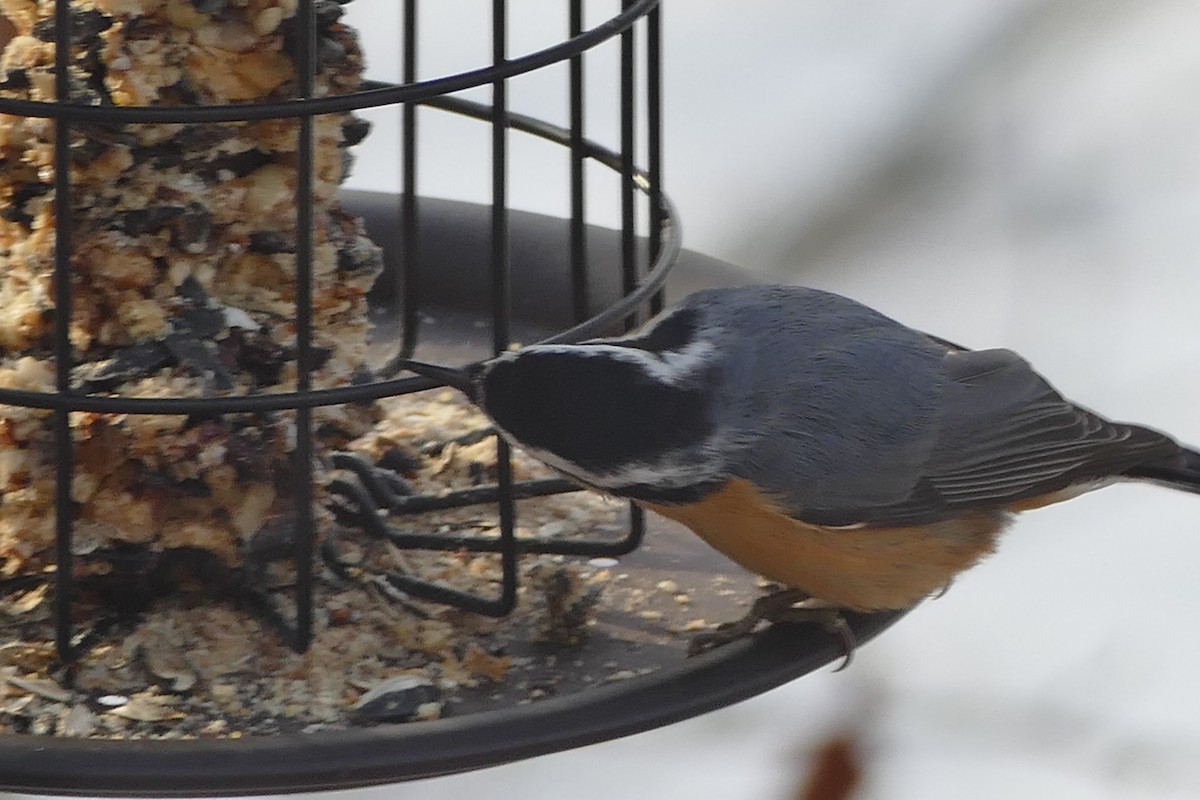 Red-breasted Nuthatch - ML514618291