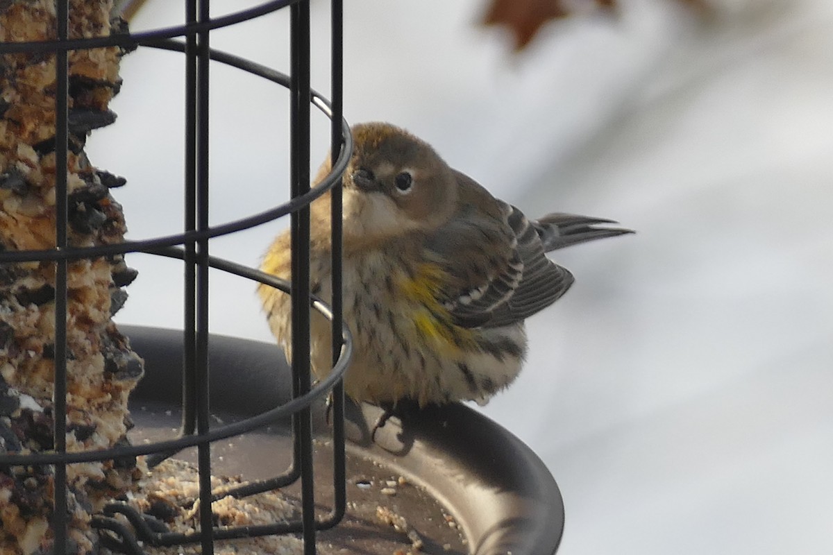 Yellow-rumped Warbler - ML514618361