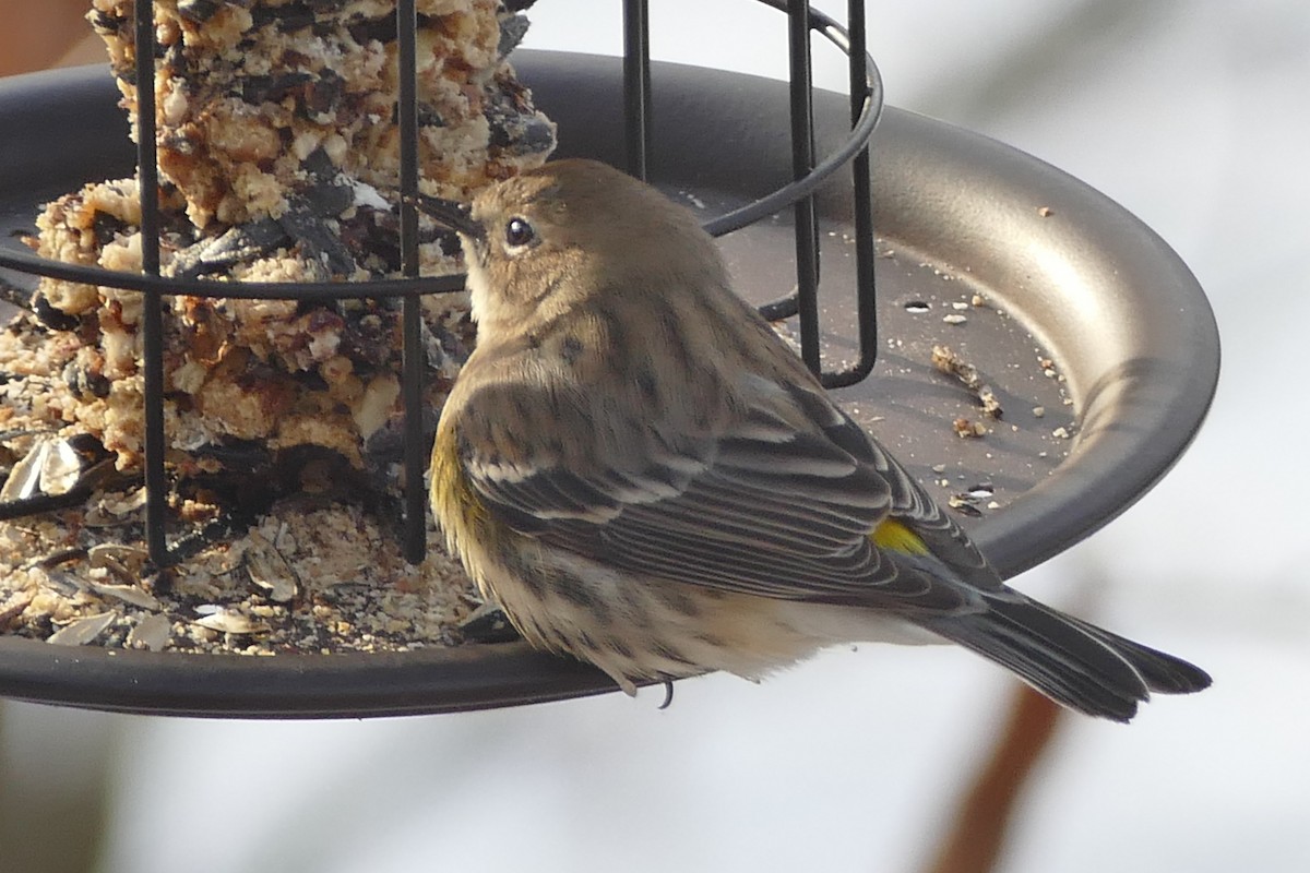 Yellow-rumped Warbler - ML514618371