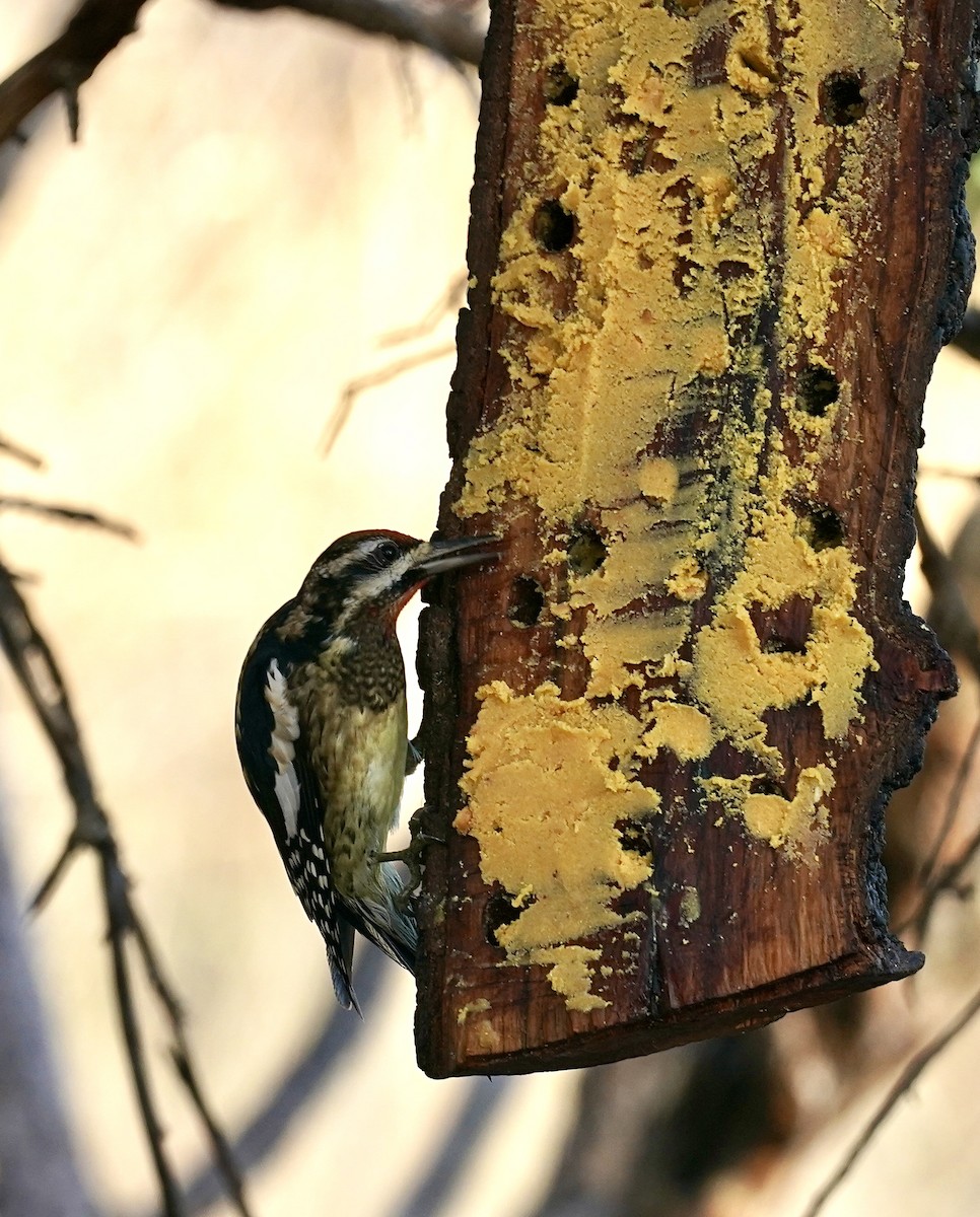 Yellow-bellied Sapsucker - ML514619321