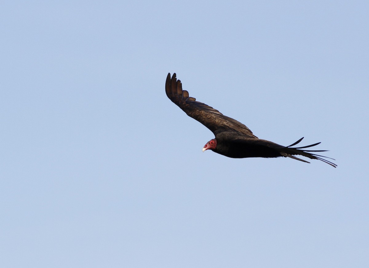 Turkey Vulture - Kyle Lima