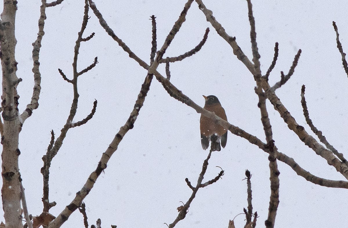 American Robin - ML514620431