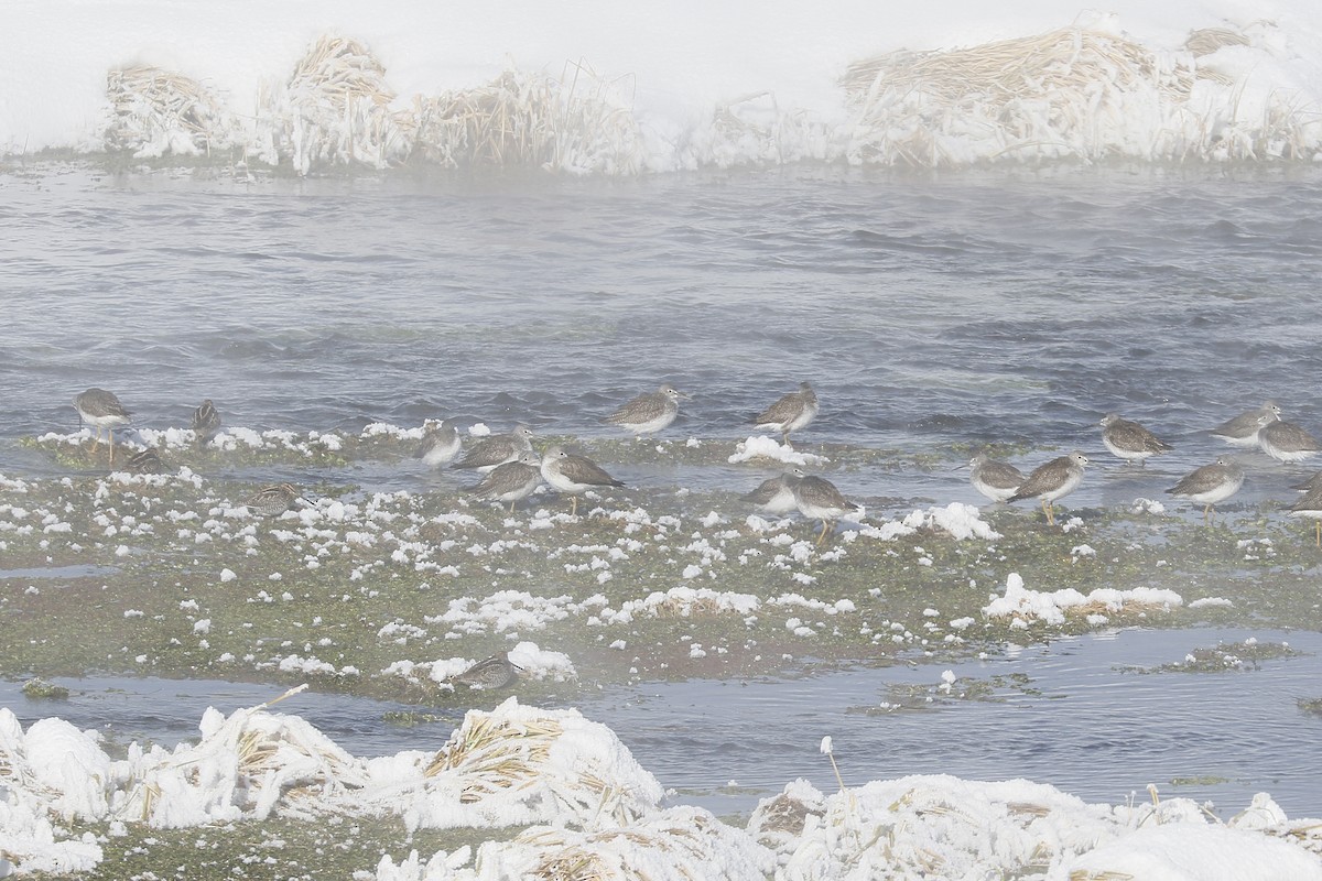 Wilson's Snipe - ML514620981