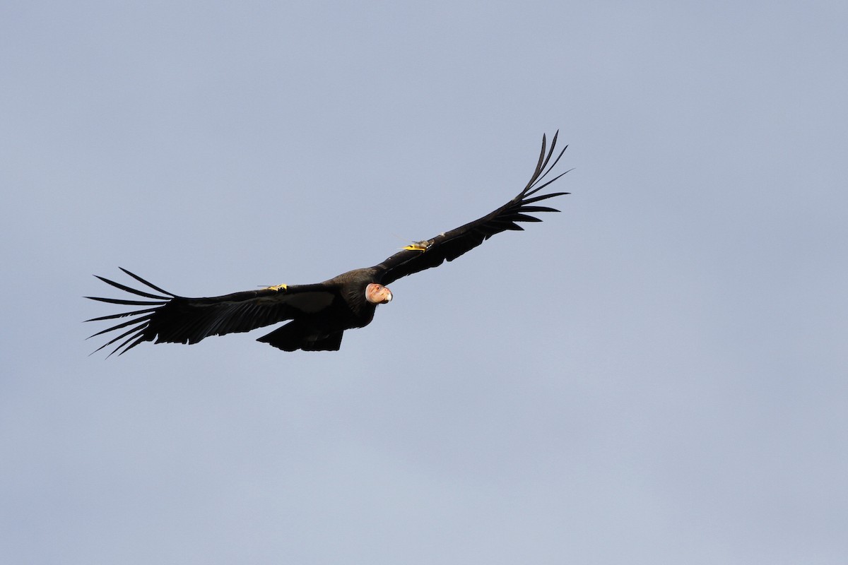 Condor de Californie - ML51462151