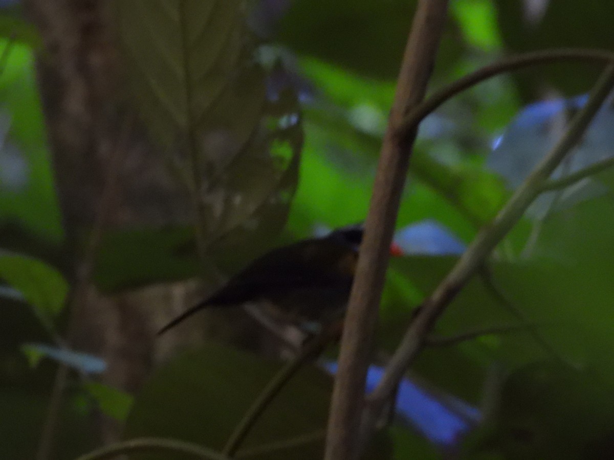 Orange-billed Sparrow - ML514621701