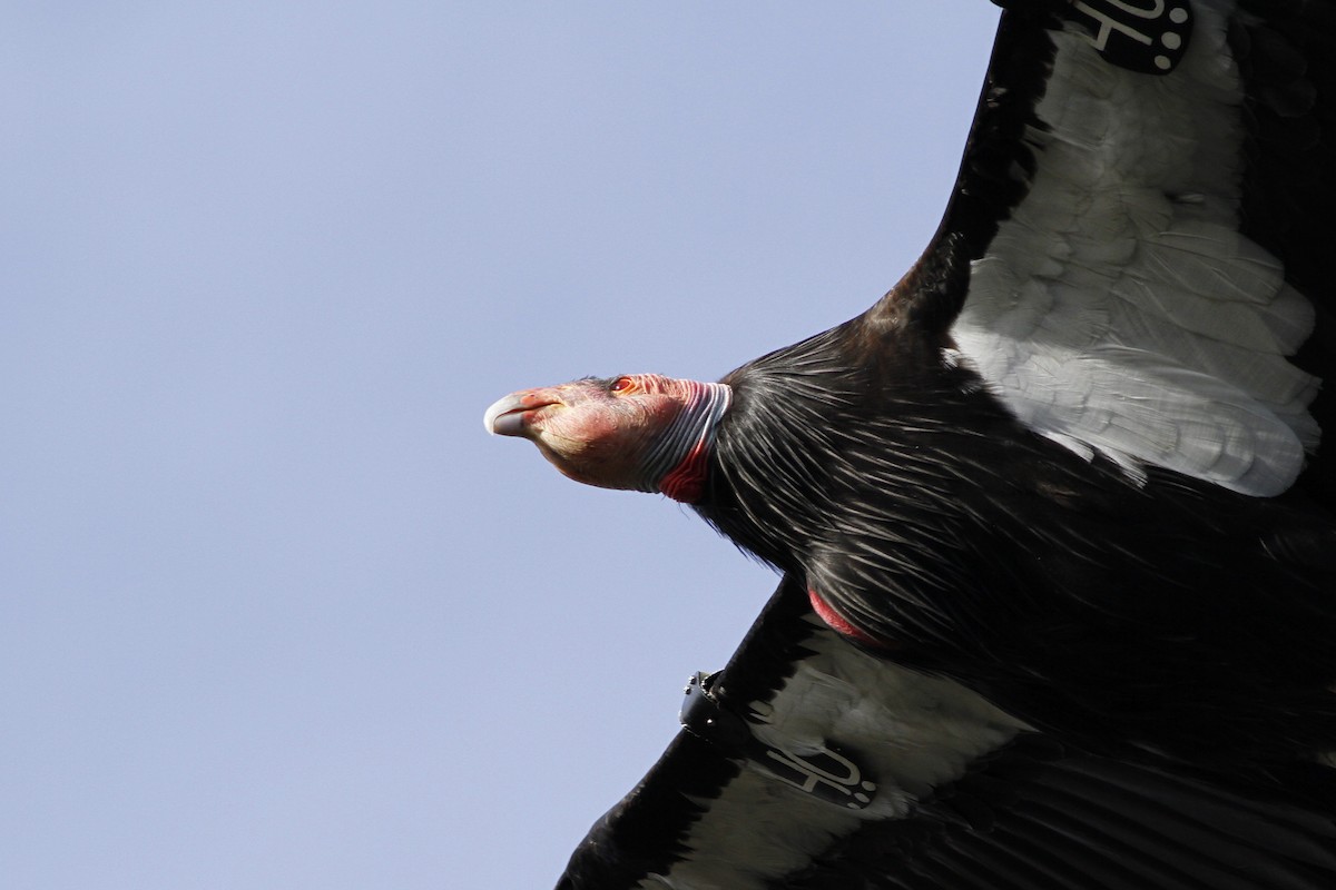 Condor de Californie - ML51462191