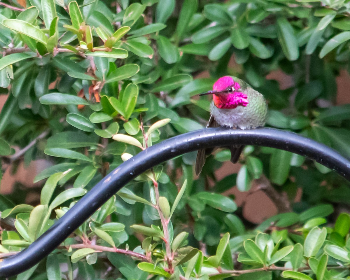 Anna's Hummingbird - Jack Maddox