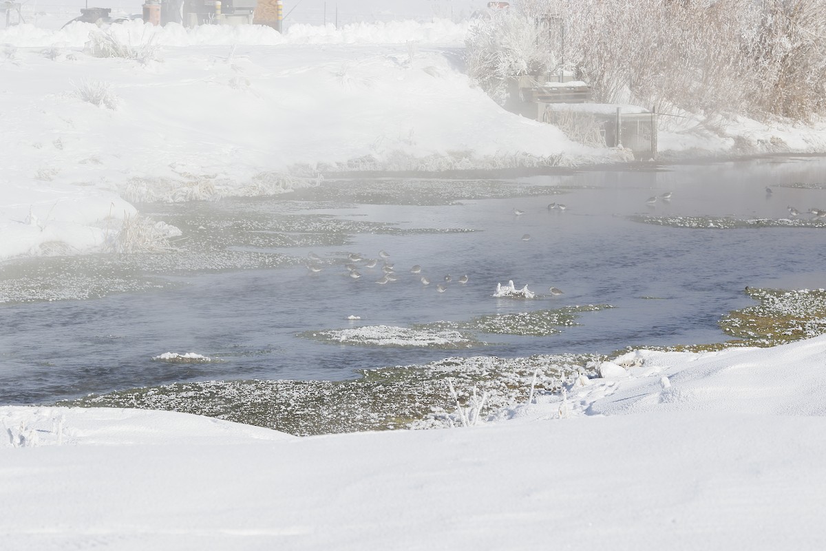 Greater Yellowlegs - ML514621931