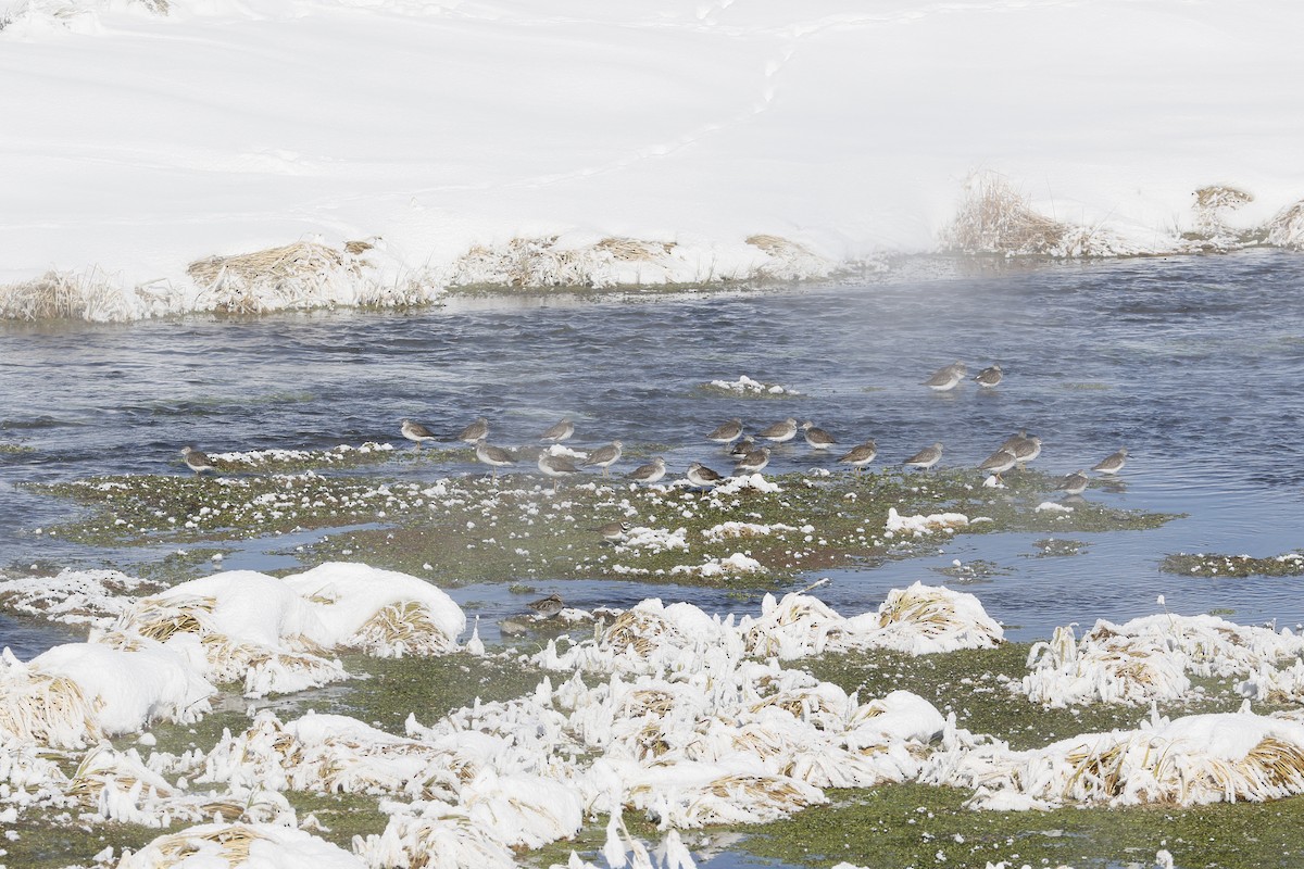 Greater Yellowlegs - ML514621941