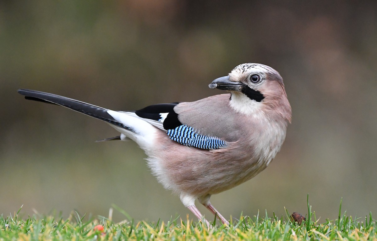 Eurasian Jay - ML514622301