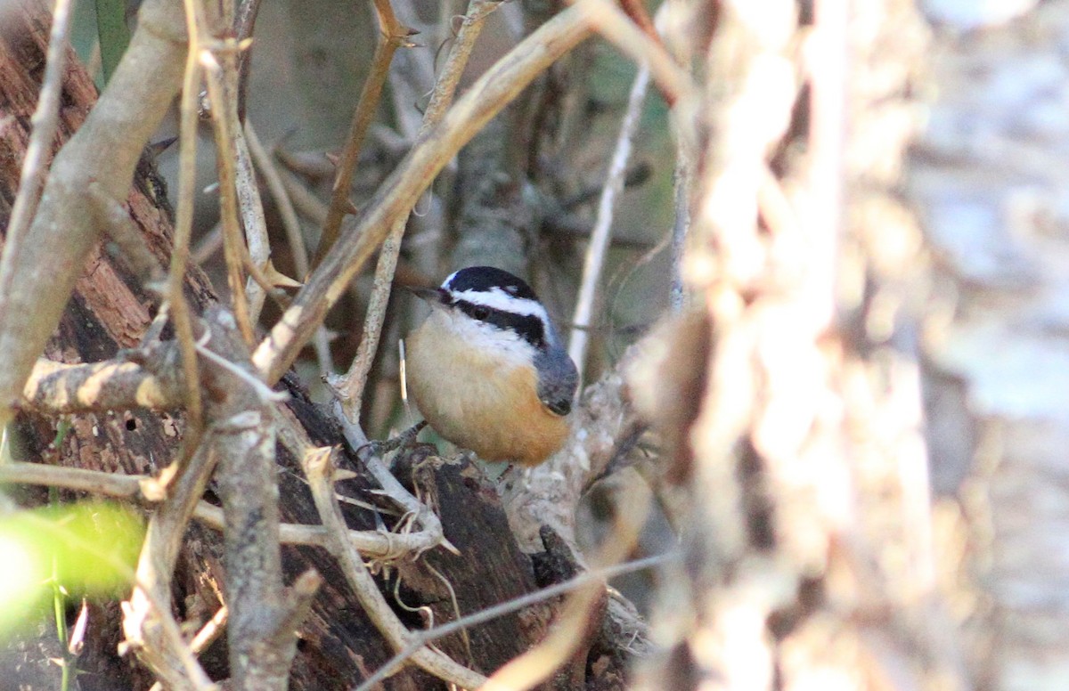 Red-breasted Nuthatch - ML514622711