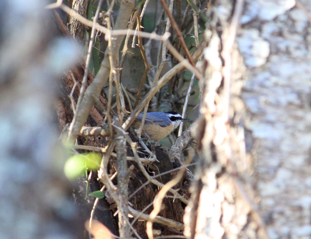 Red-breasted Nuthatch - ML514622721