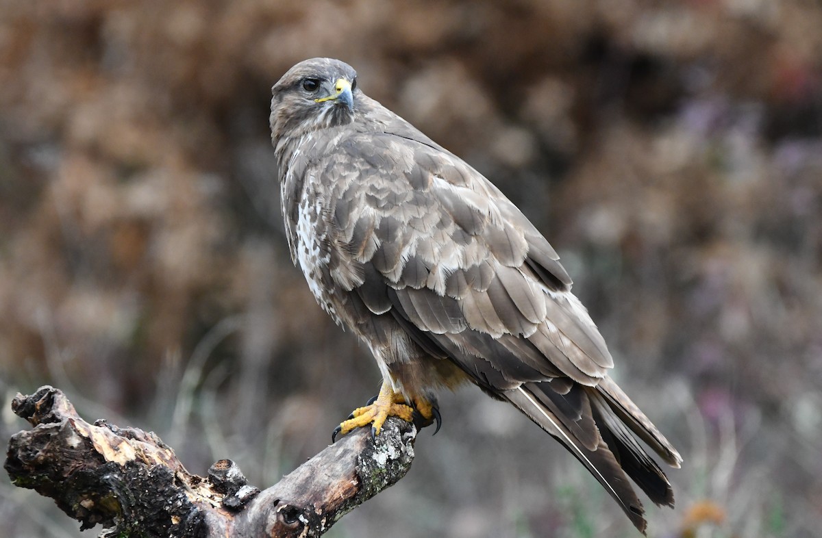 Common Buzzard - ML514623281