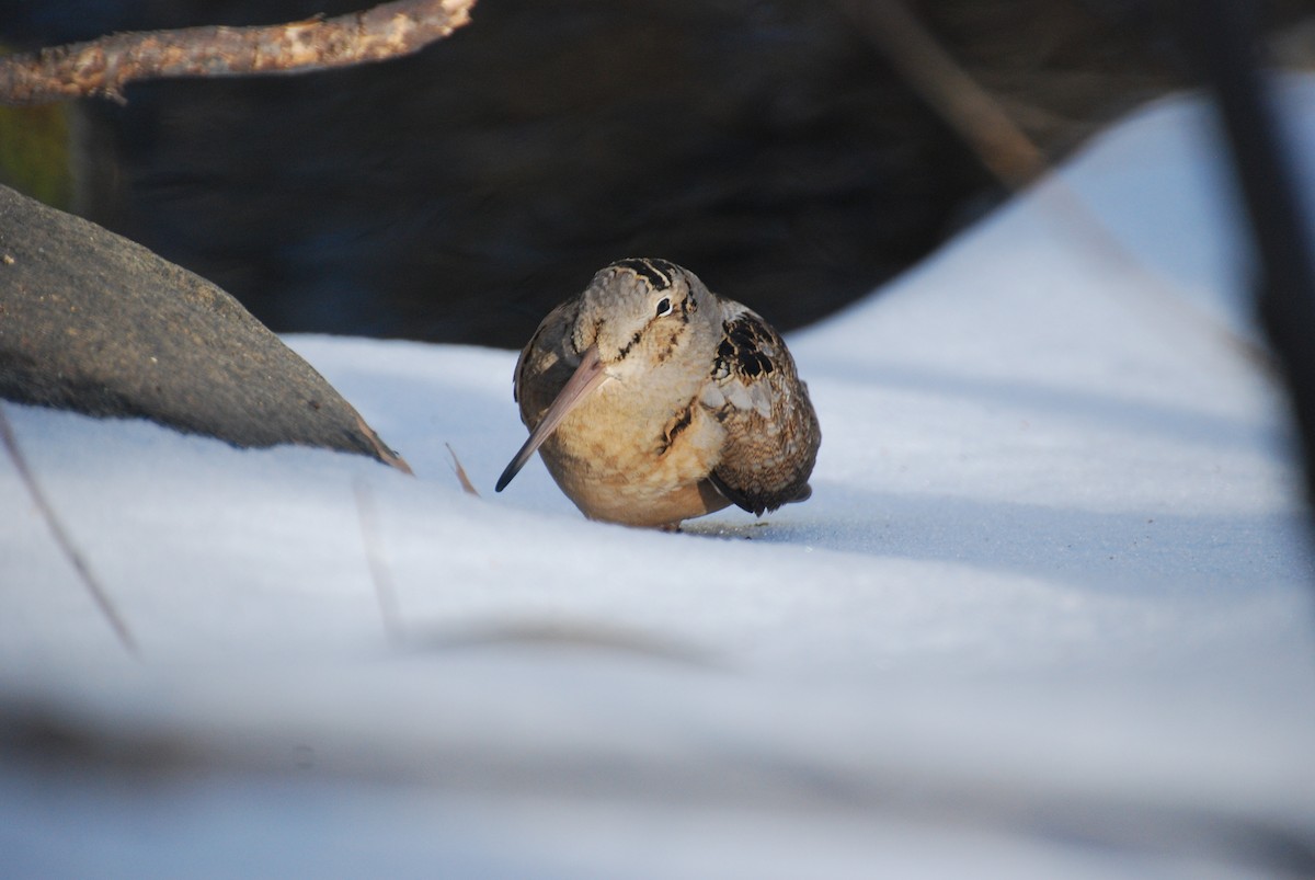 American Woodcock - ML51462391