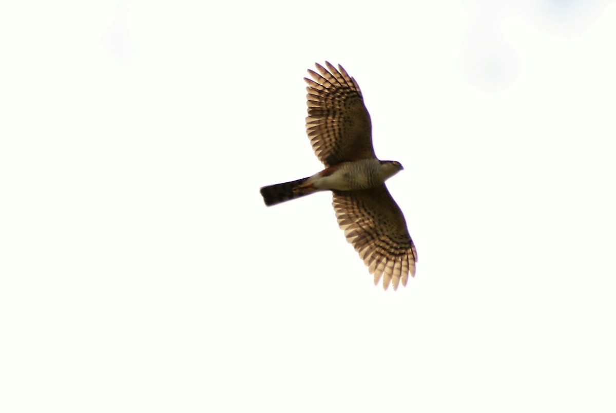 Sharp-shinned Hawk - ML514624621