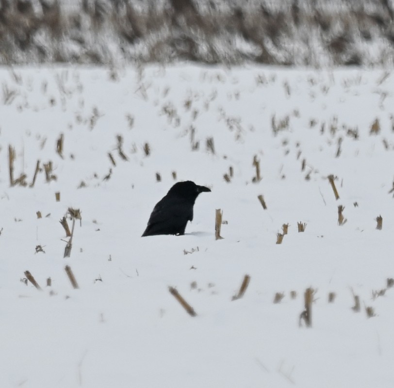 Common Raven - Regis Fortin