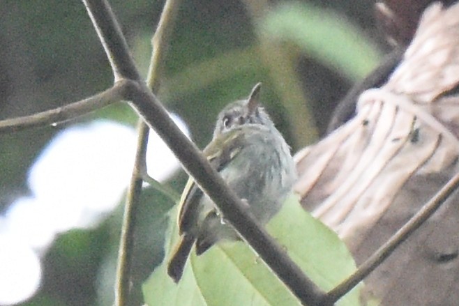 White-bellied Pygmy-Tyrant - Nick Moore