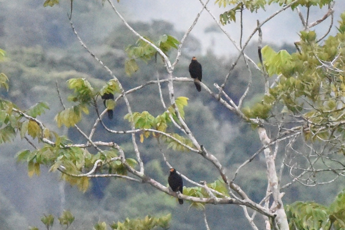 Black Caracara - ML514626821