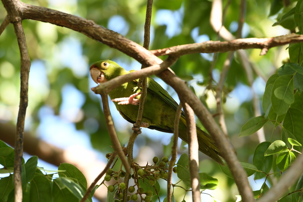 Psittaciformes sp. (parakeet sp.) - ML514627481