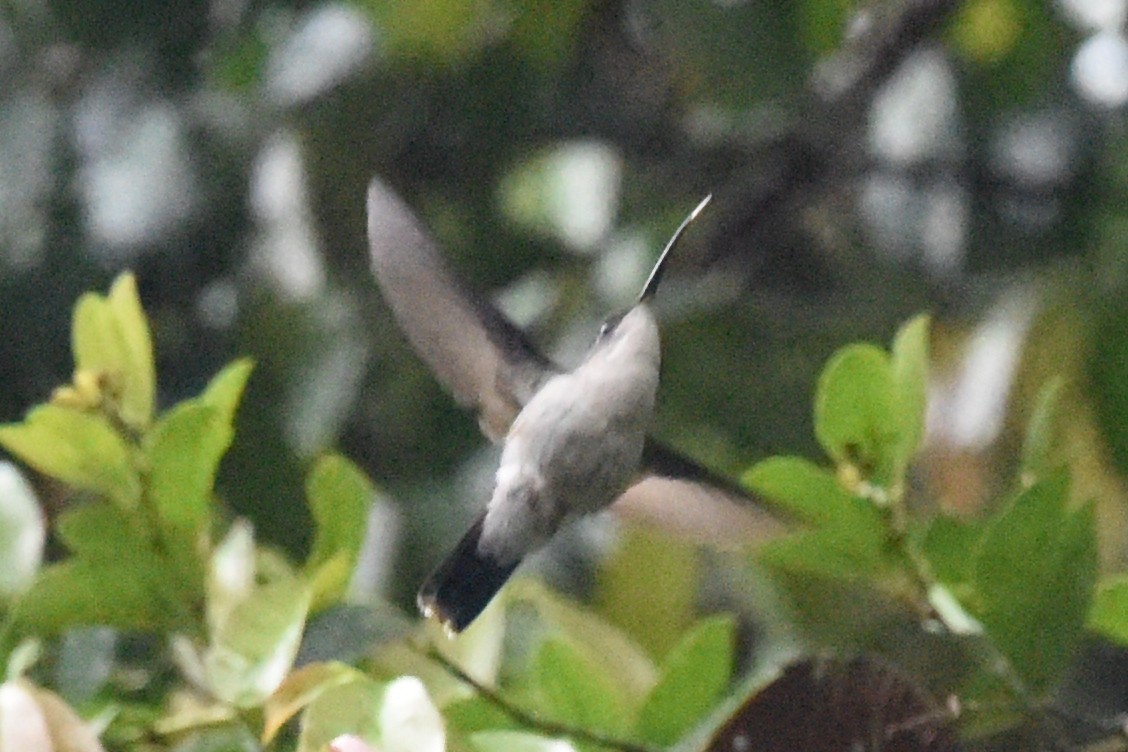 Gray-breasted Sabrewing - ML514627851