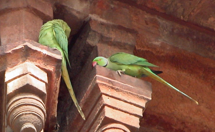 Rose-ringed Parakeet - ML514628131