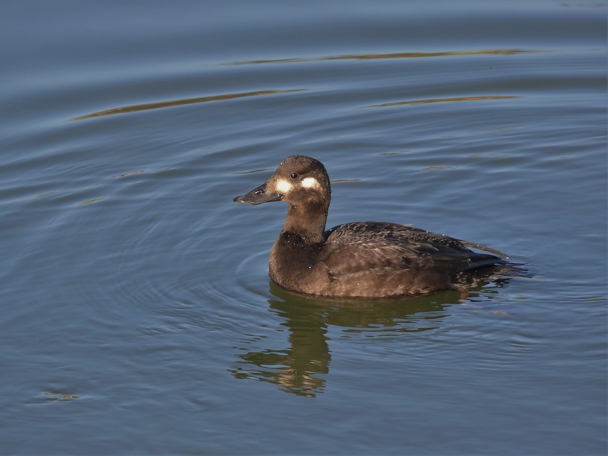 Velvet Scoter - Mateusz Łodziński