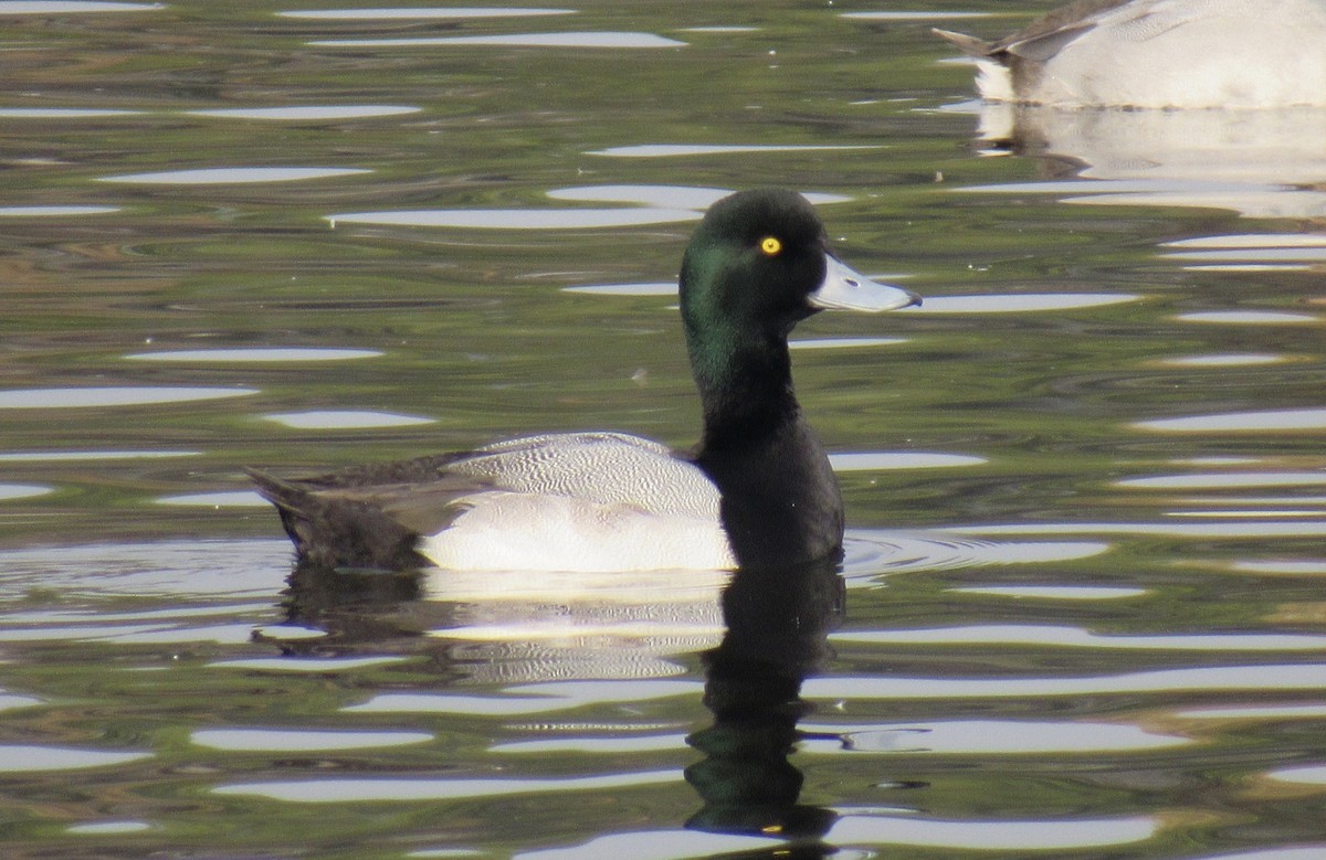 Greater Scaup - ML514630551