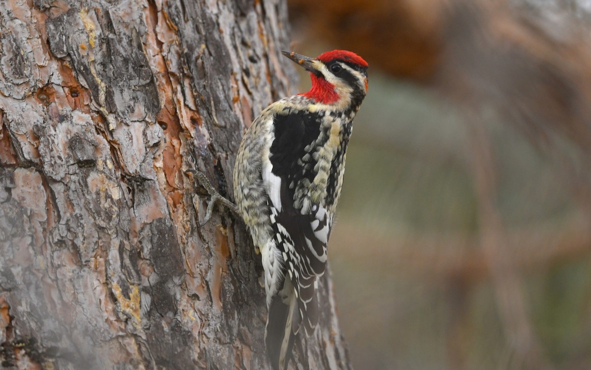 Red-naped Sapsucker - ML514631231