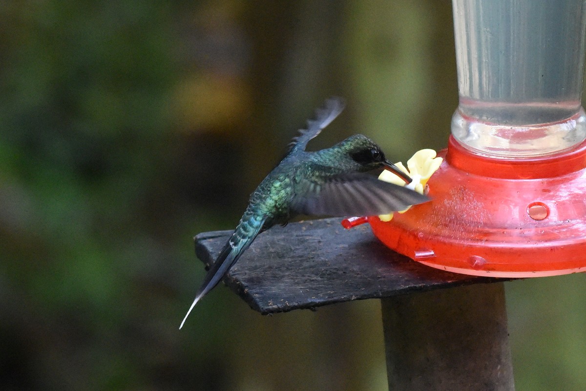 kolibřík šedobřichý - ML514633431
