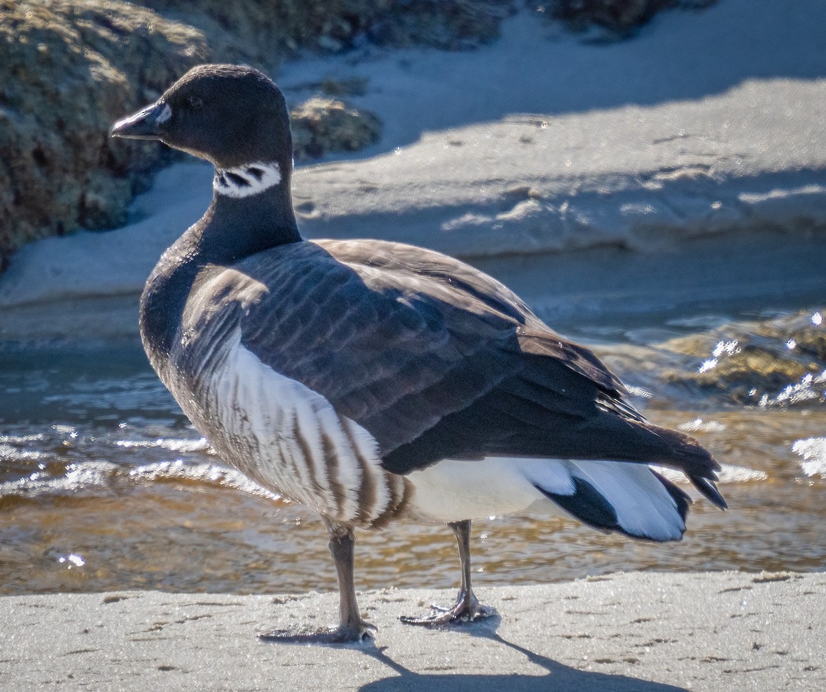 Brant - ML514635141