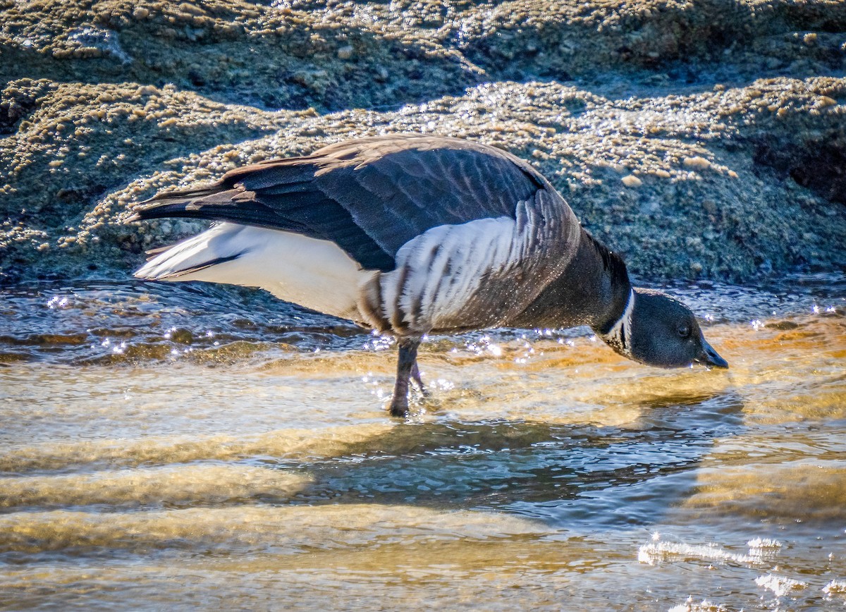 Brant - ML514635281