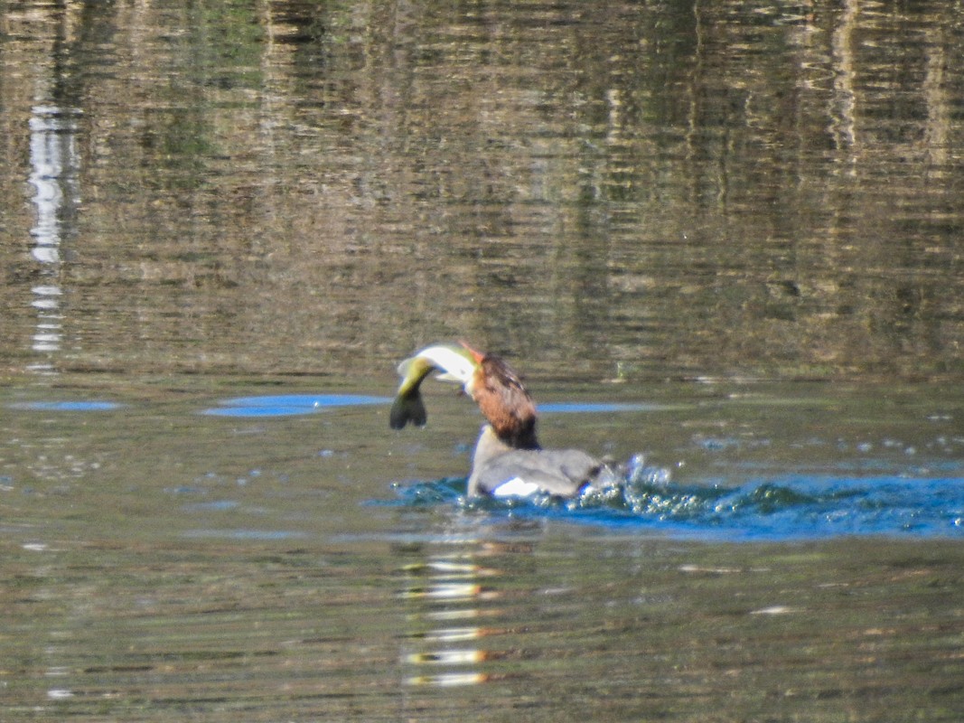 Common Merganser - Donna Walkuski