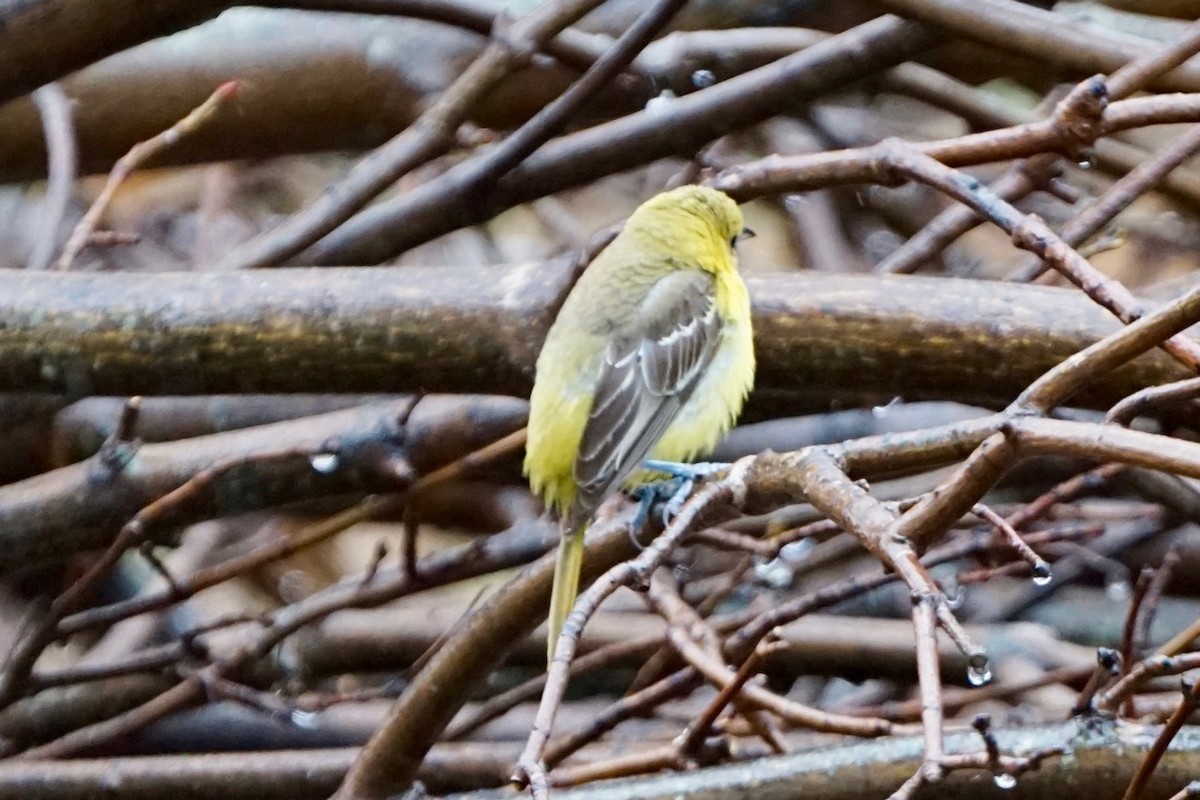 Orchard Oriole - Kenneth MacIntosh