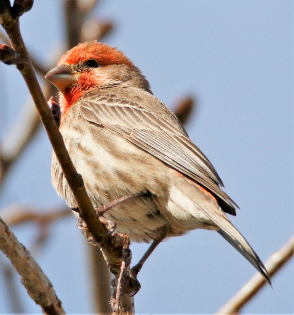 House Finch - ML514636161