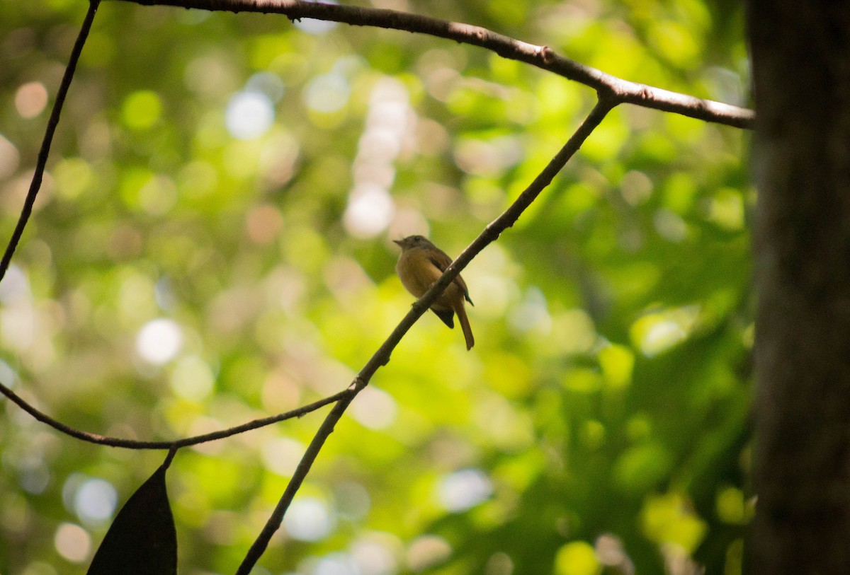 Ruddy-tailed Flycatcher - Stefano Avilla