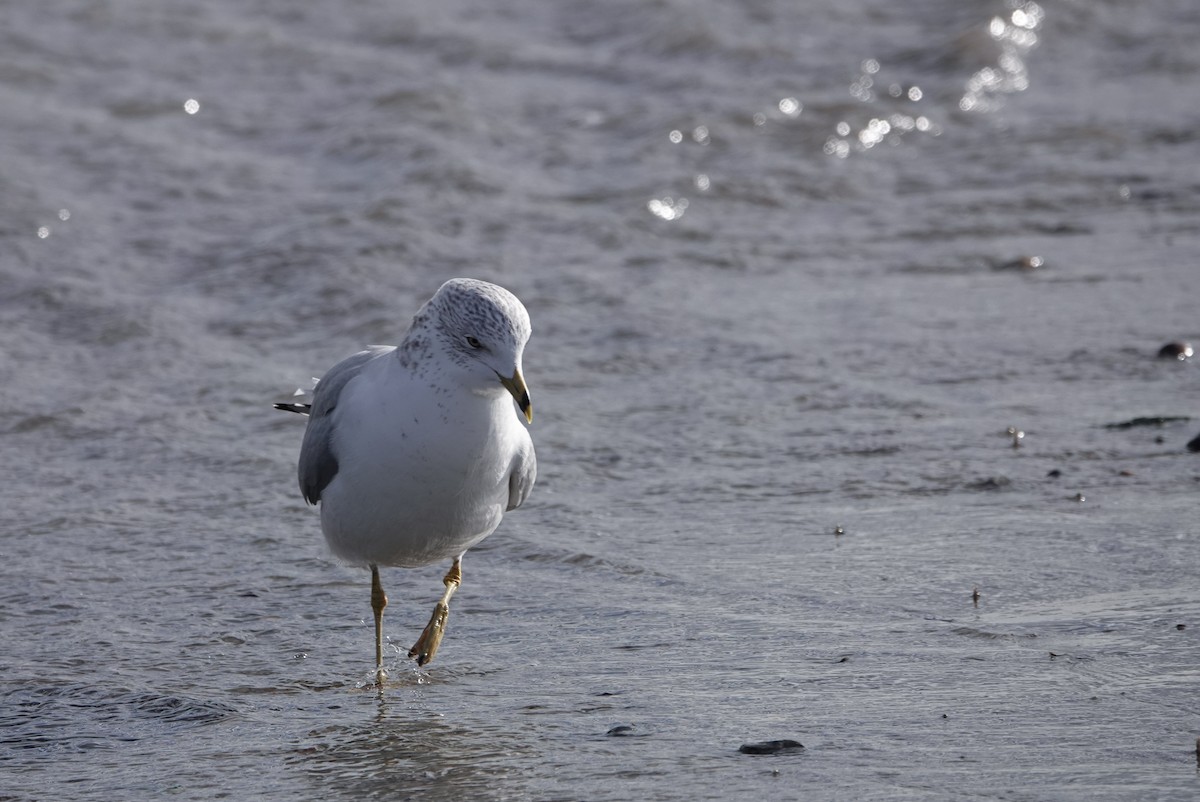 Ring-billed Gull - R Brodell