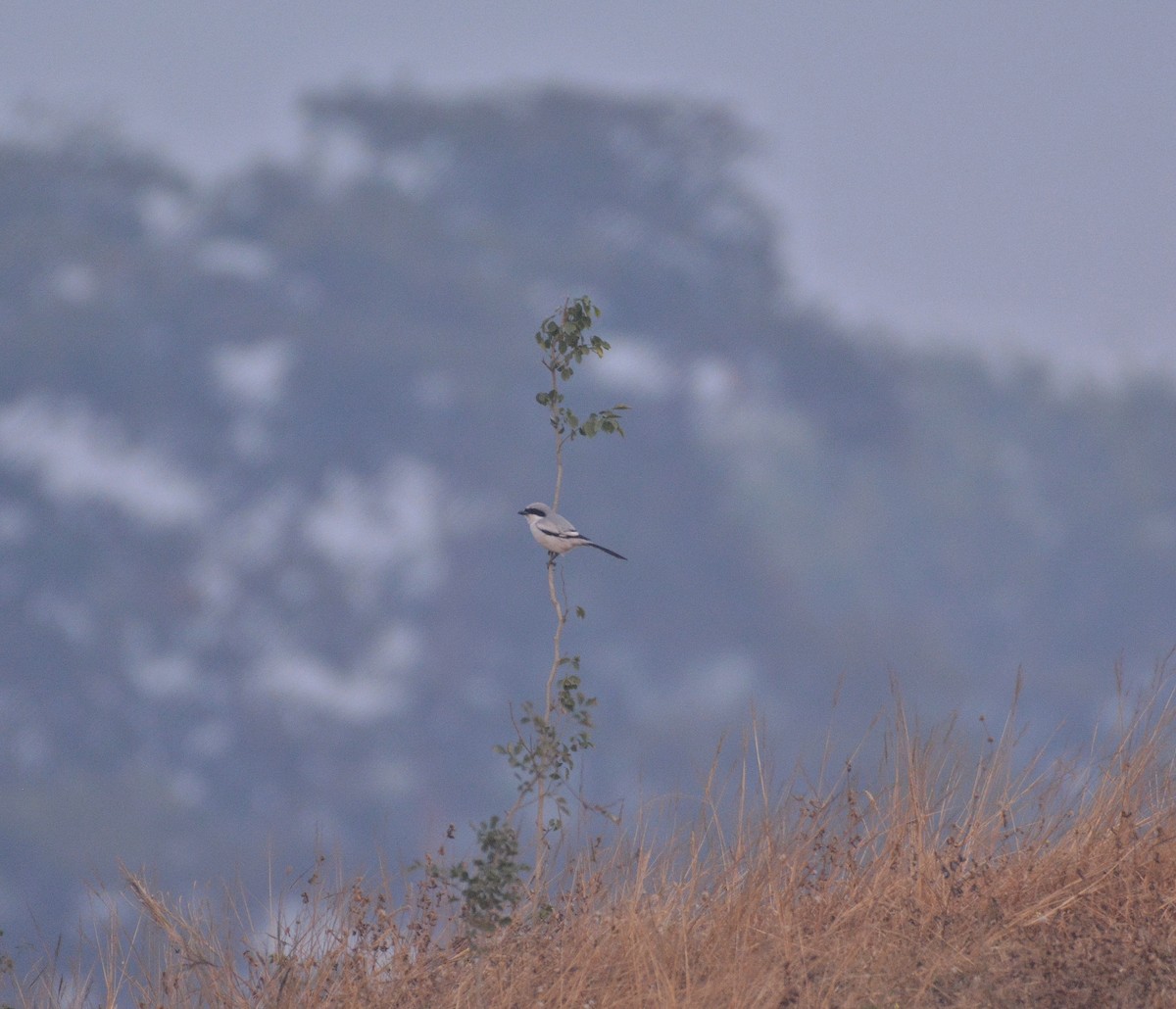 Great Gray Shrike - ML514636861