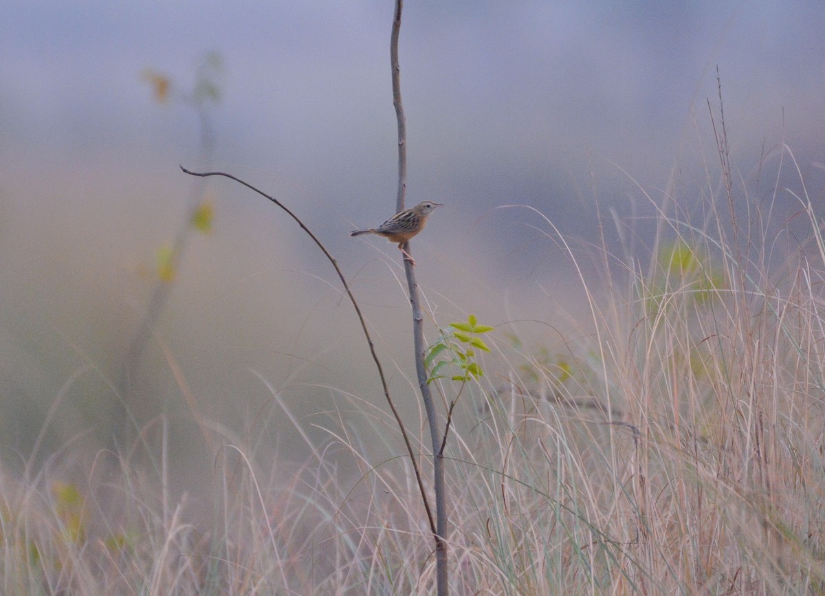 Zitting Cisticola - ML514636891