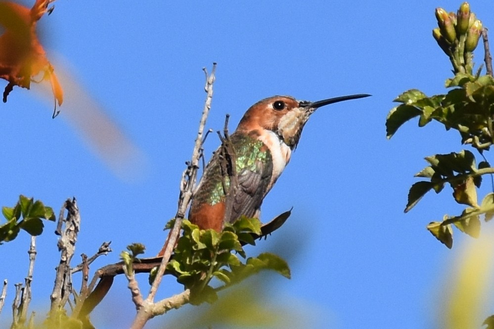 Allen's Hummingbird - Nick Moore