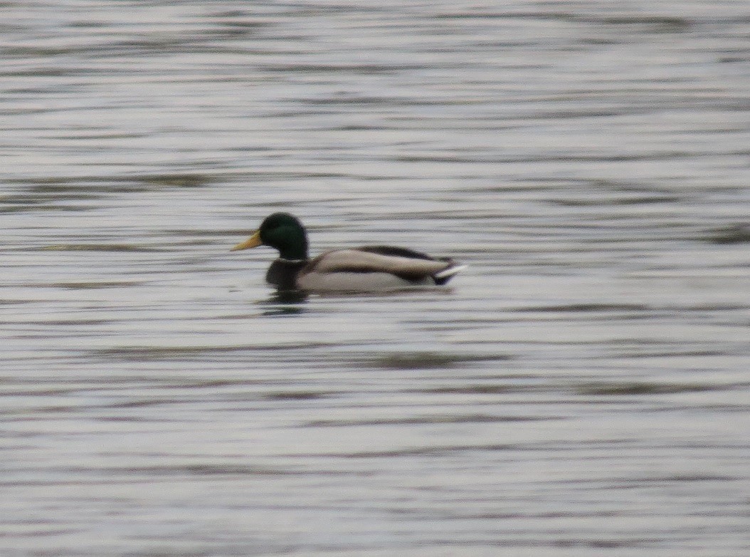 Mallard - ML514639951